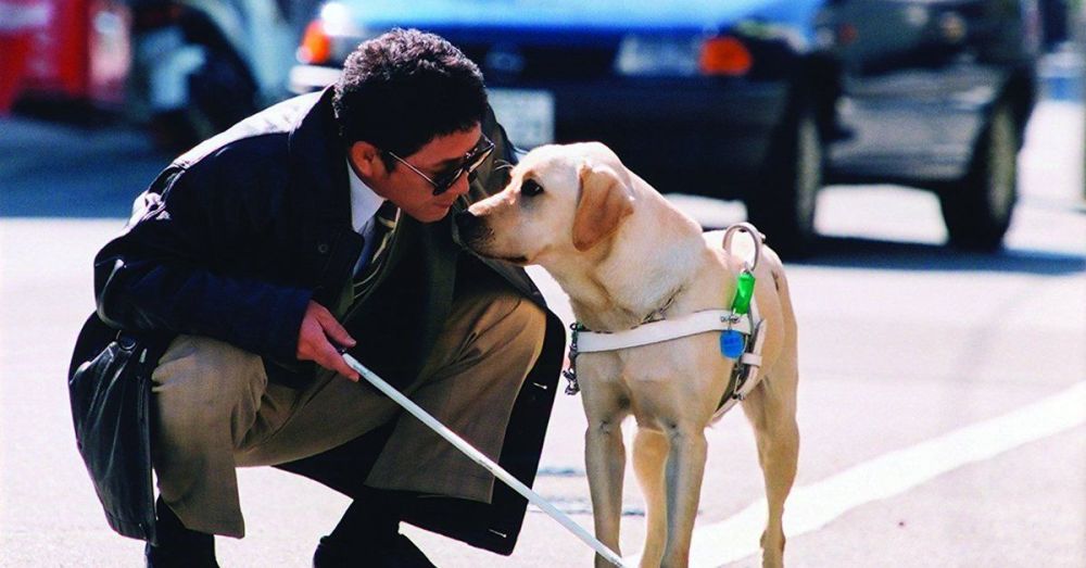 狗年必看狗片!盘点不容错过的狗狗电影