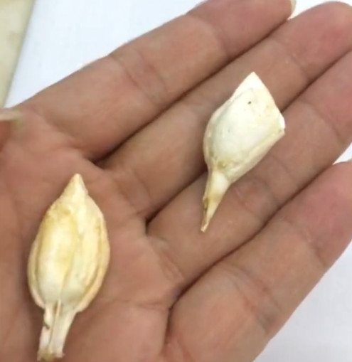 每克价格高达80到120万!比中彩票还高!