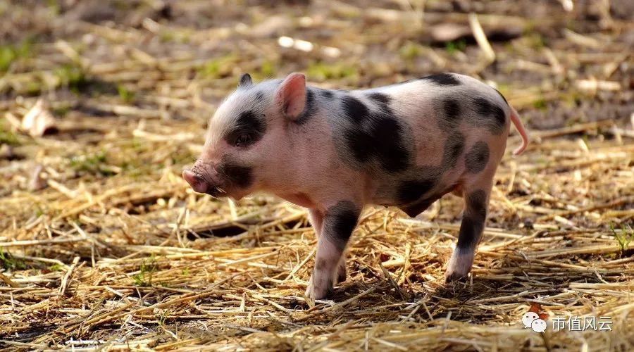 市值风云万字长文强烈质疑雏鹰农牧涉嫌严重财