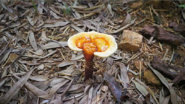 市民发现形似蘑菇菌类专家鉴定为罕见亚种灵芝