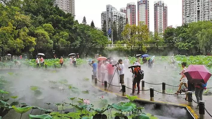 美爆了！洪湖公园百亩荷花悄然绽放！随手一拍都是大片