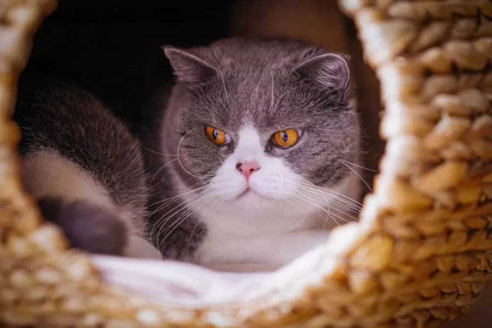 零基础拍摄教学:如何用索尼A7M3拍好萌宠喵星