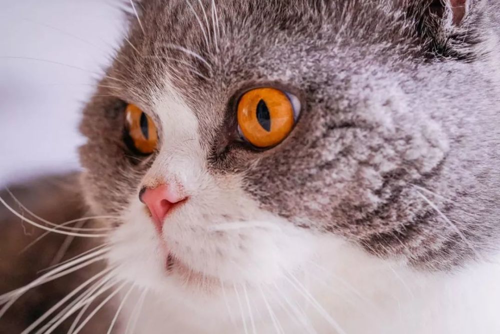 零基础拍摄教学:如何用索尼A7M3拍好萌宠喵星