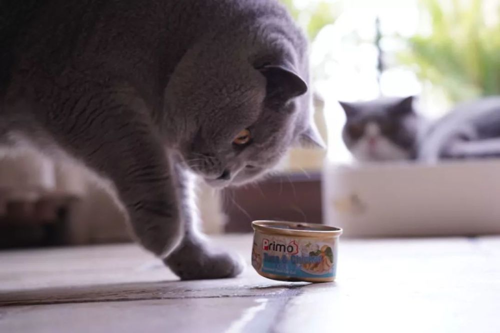 零基础拍摄教学:如何用索尼A7M3拍好萌宠喵星