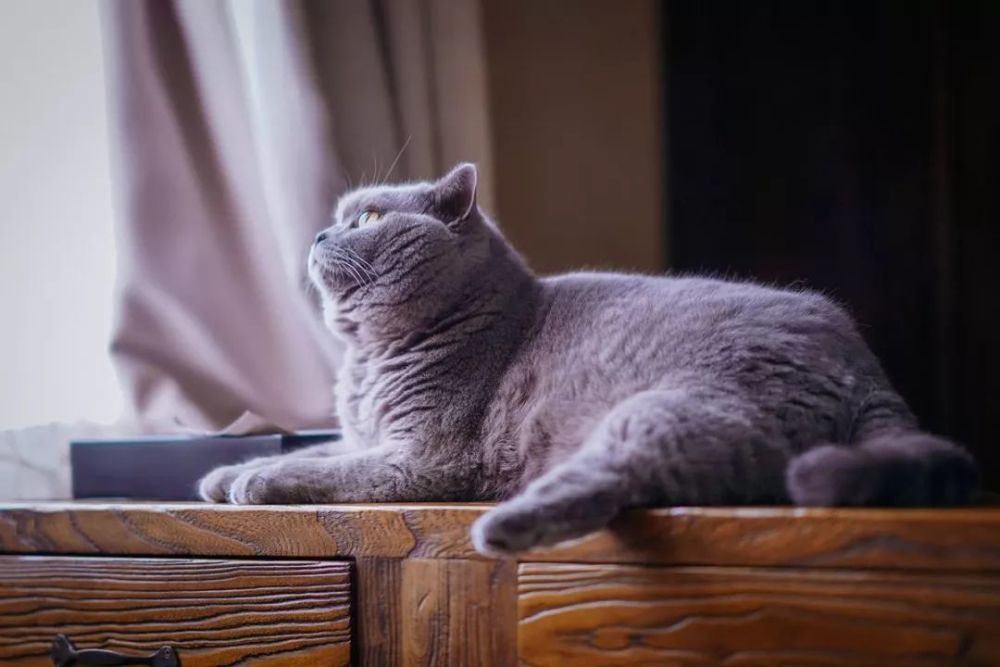 零基础拍摄教学:如何用索尼A7M3拍好萌宠喵星