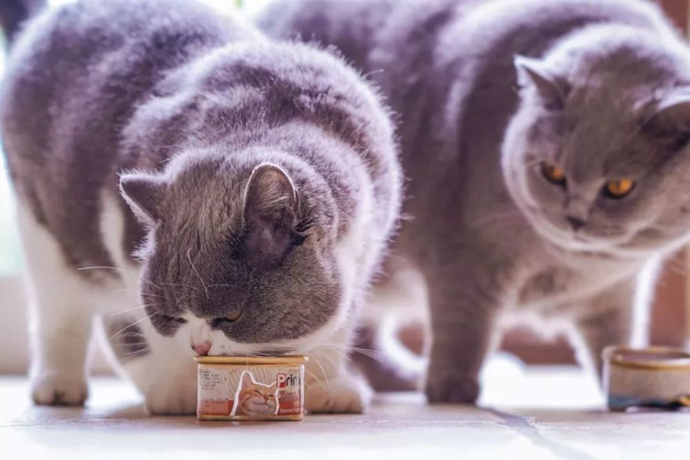 零基础拍摄教学:如何用索尼A7M3拍好萌宠喵星