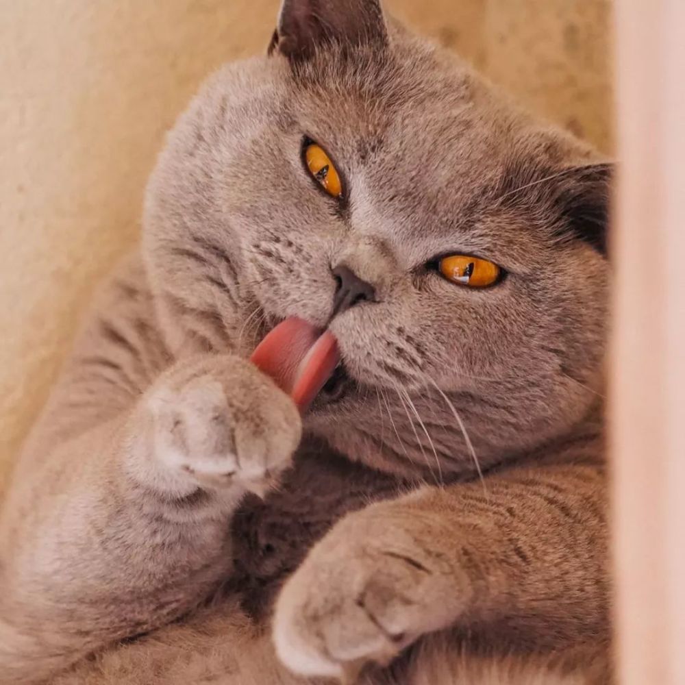 零基础拍摄教学:如何用索尼A7M3拍好萌宠喵星