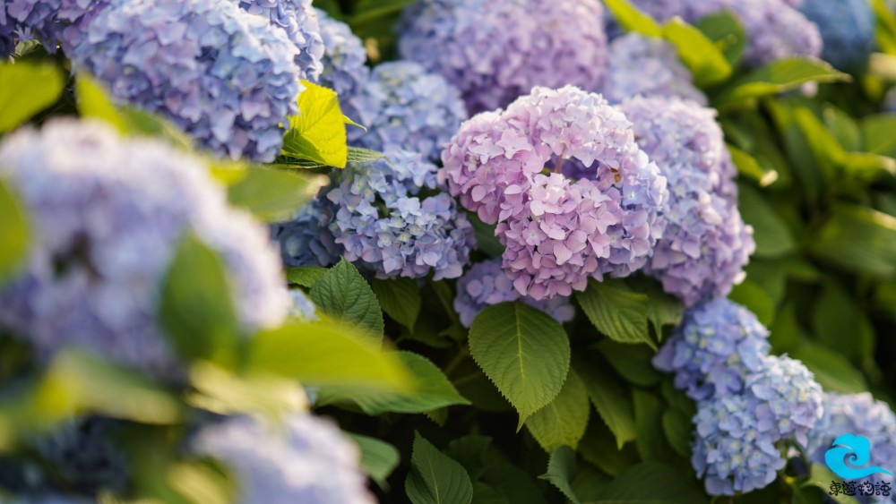 紫阳 紫阳花花语 紫阳txt 赵紫阳错误