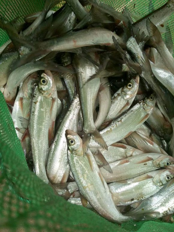 匪夷所思，水库钓鱼，全是翘壳鱼，一下午几十条，泛滥了？-腾讯网