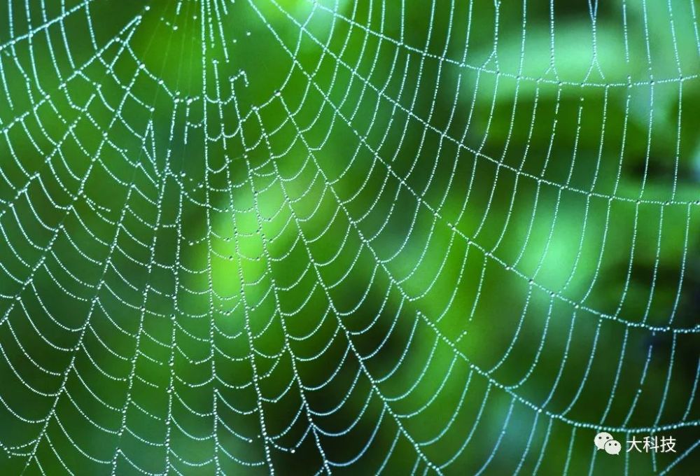 打造超级坚韧的蛛丝