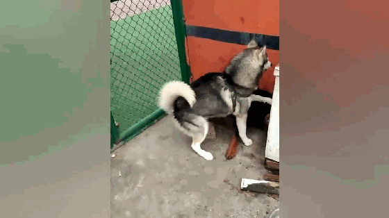 二哈和大黑狗打架,没想到却出现这种情况,大黑狗顿时懵了