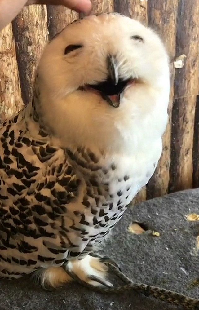 雪鸮被摸头就眯着眼张嘴大笑起来,都被甜到心