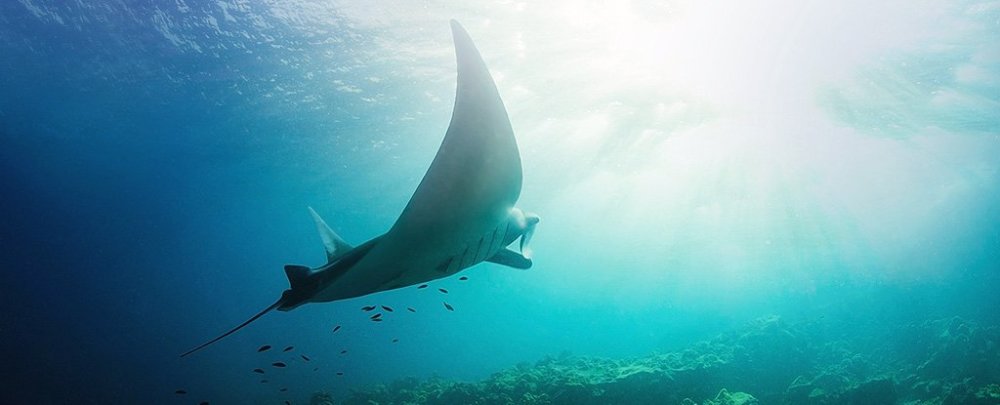 海底"温柔的巨人"!蝠鲼最大的秘密之一刚刚被偶然发现