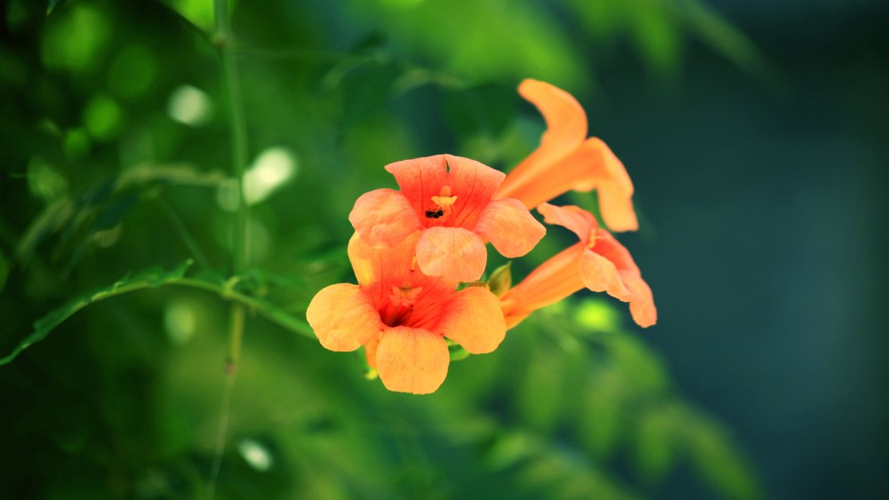 9月从低谷走出,阴霾一扫而空,好运一直持续的三大星座