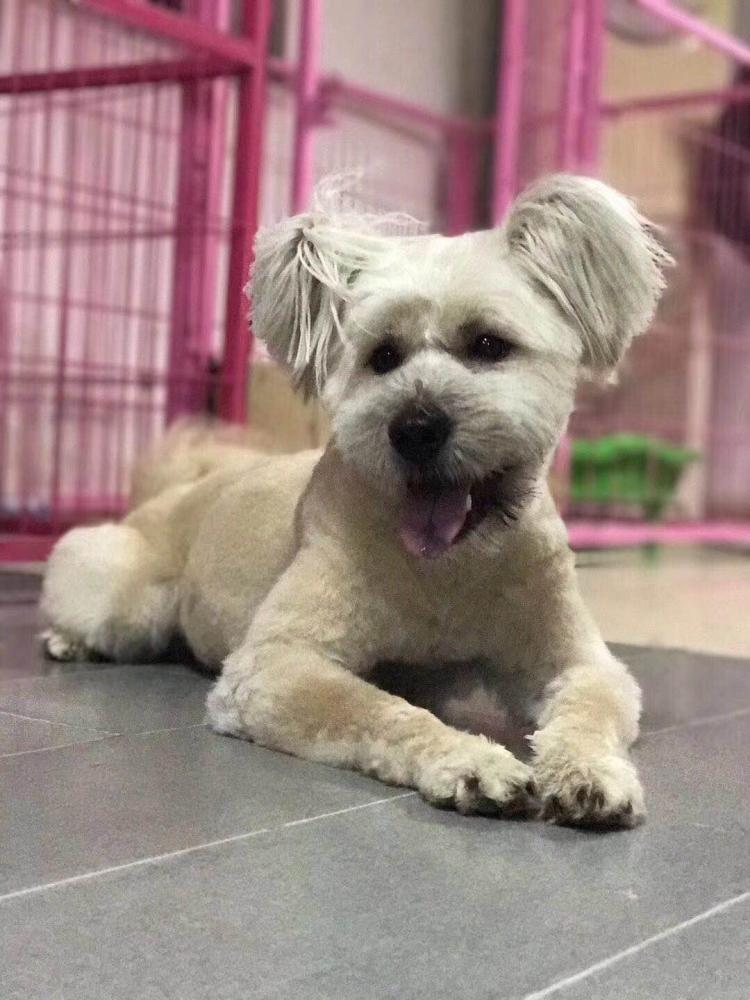 专买名犬或者买了就扔 义工细数流浪狗被遗弃