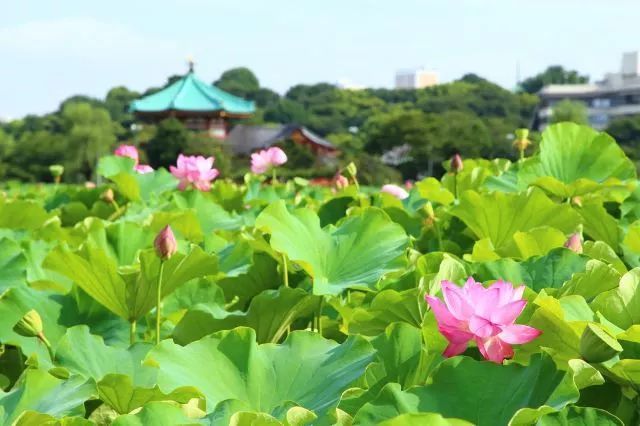 日式佛系 夏日清凉意 品一品日本的荷花盛会 腾讯网
