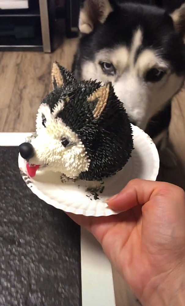 二哈一口吃掉哈士奇造型的蛋糕,别以为扮成我那样就不敢吃你