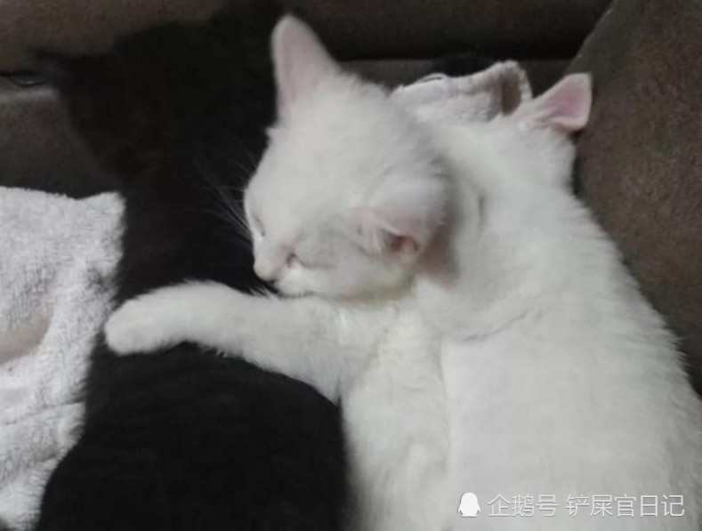 收养一只小黑猫,本以为它会被家中猫咪嫌弃,看到这幕放心了
