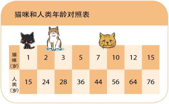 最不谐调组合:幼猫X老年猫,如何区别照顾很