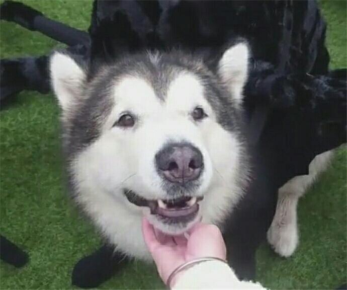 阿拉斯加犬被打扮成蜘蛛生无可恋的样子令人捧腹