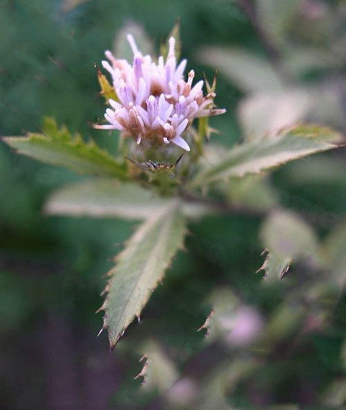 中药小课堂苍术可以祛风散寒健脾明目
