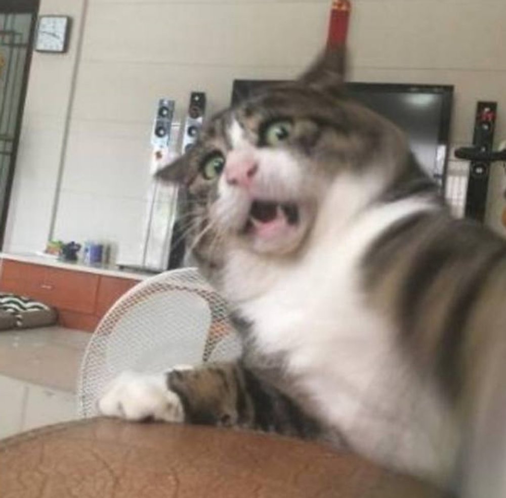 猫咪不慎从沙发跌落,拼命挣扎表情百变