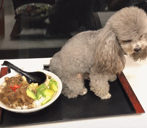 泰迪被主人放在托盘里,像等待被吃,小眼神感觉快哭了!