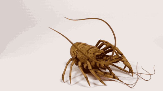 大竹亮峯|80后小哥雕出“活”龙虾，刀工变态、难辨真假，还原度100％！