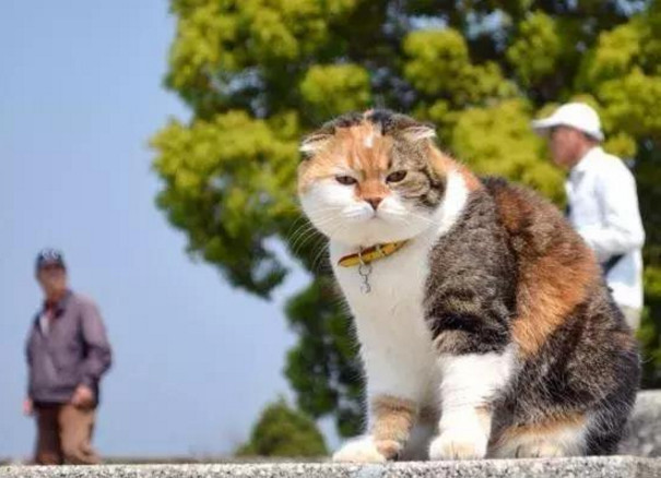 日本土猫胖成了 网红 爬山七年体重岿然不动 网友 五行缺瘦 腾讯网