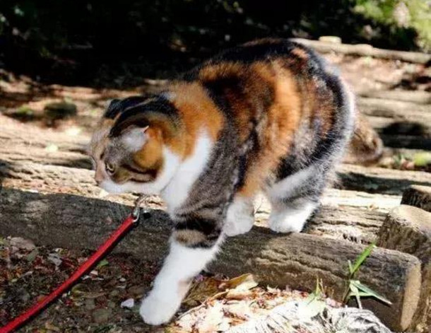 日本土猫胖成了 网红 爬山七年体重岿然不动 网友 五行缺瘦 腾讯网