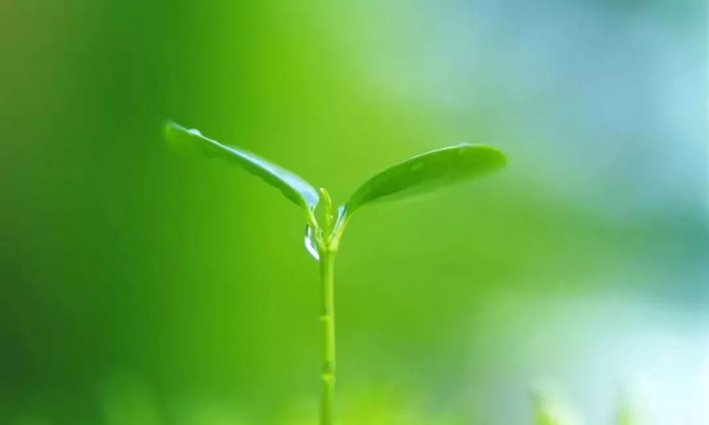 高清微信护眼图选1张当聊天背景图吧