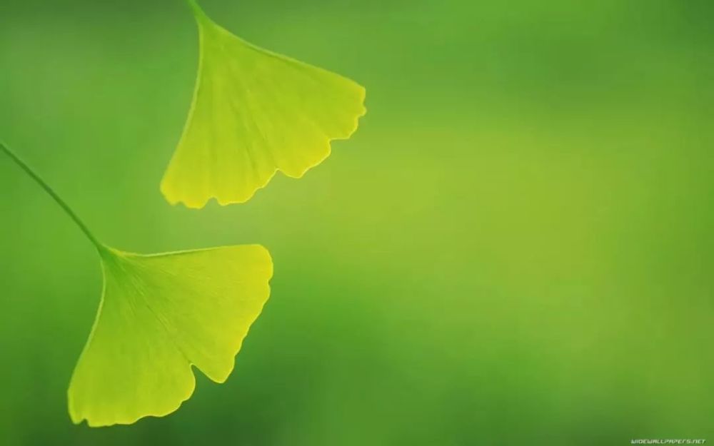 高清微信护眼图选1张当聊天背景图吧