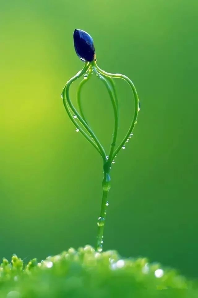 看到这满眼的绿色,心情也更愉快了,送给所有的朋友们!