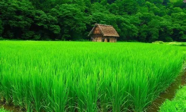 看到这满眼的绿色,心情也更愉快了,送给所有的朋友们!