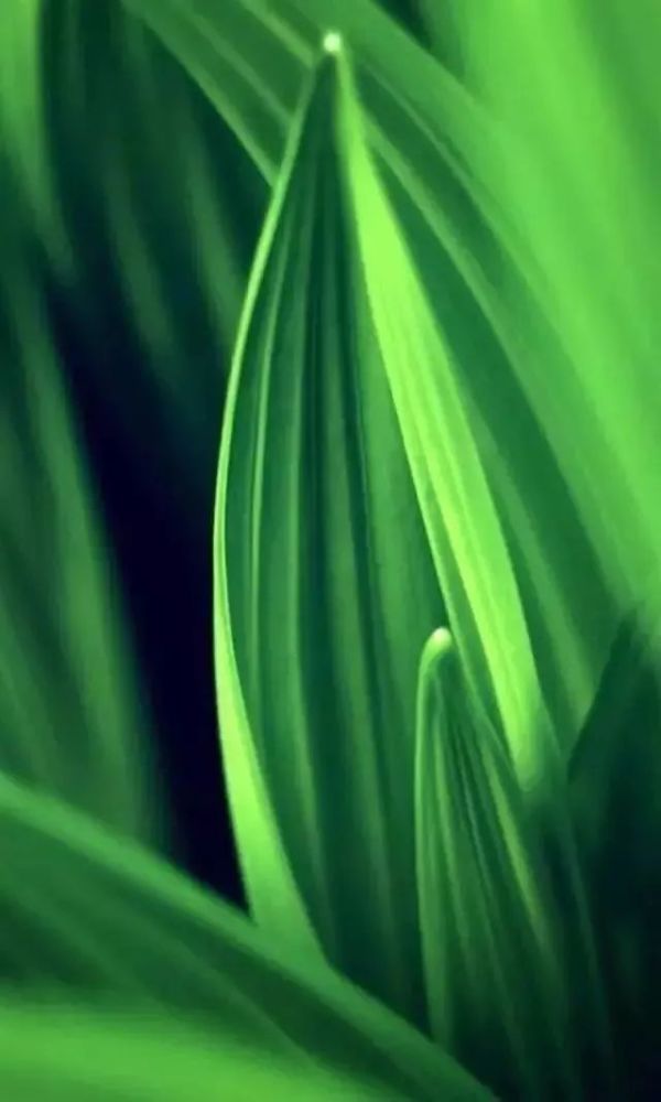 微信背景纯绿色壁纸图片