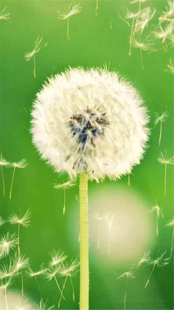 高清微信护眼图选1张当聊天背景图吧