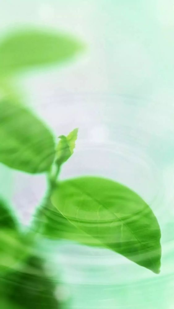 看到这满眼的绿色,心情也更愉快了,送给所有的朋友们!