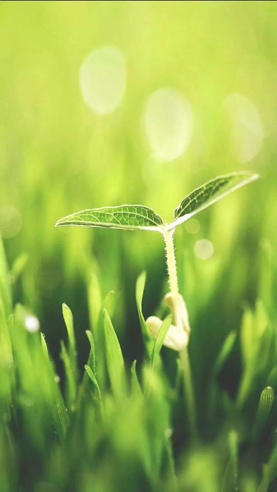 高清微信护眼图选1张当聊天背景图吧