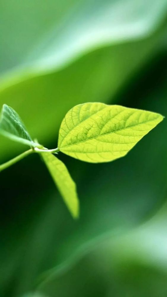 高清微信护眼图选1张当聊天背景图吧