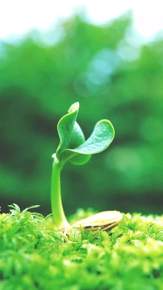 高清微信护眼图选1张当聊天背景图吧