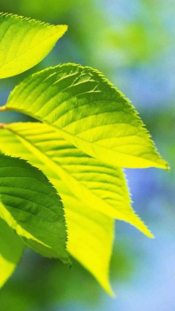 高清微信护眼图,选1张当聊天背景图吧!