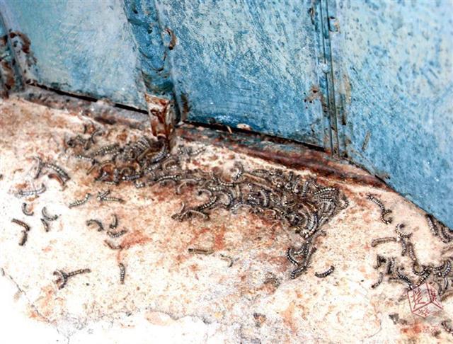 密恐慎入!湖北一小区现大量长毛的虫 专家:有毒性-腾讯网