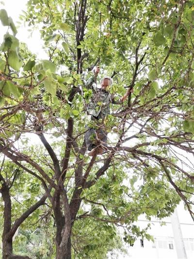 老人爬上树摘杏.图片由袁先生提供