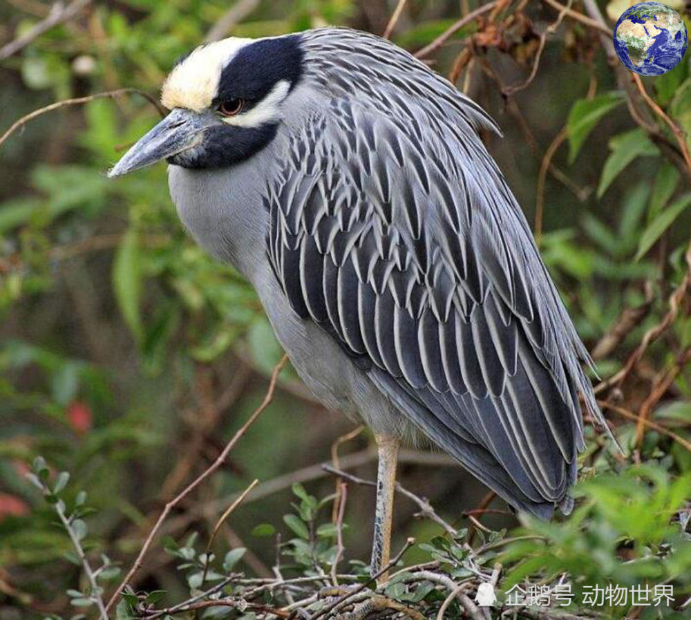 世界上脖子伸缩性最强的动物,能从"大高个"缩成"矮冬瓜"