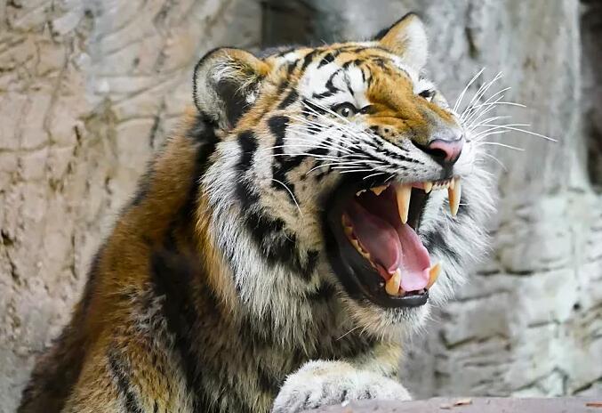 养虎为患的故事你知道吗?它说明所有人工驯养