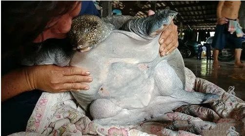 甲鱼,宠物,猫狗