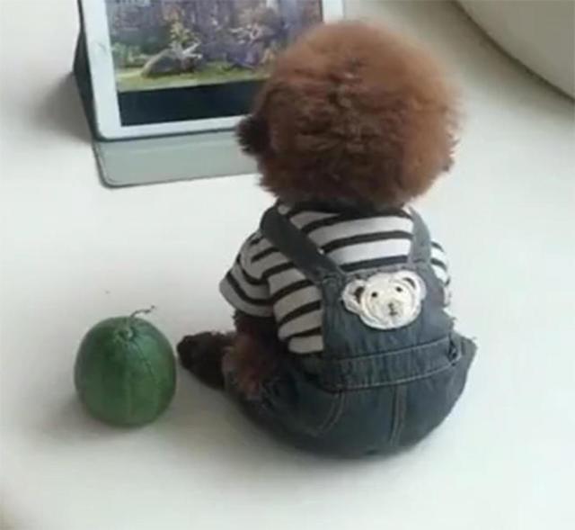 小泰迪端坐在电脑前,主人看到这一幕大呼这狗怕是要"成精"了!