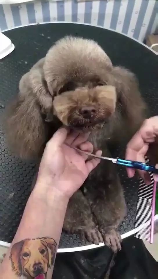 美容师说给狗子剪了个"蝴蝶结"造型,特别美,但这画风不太对啊