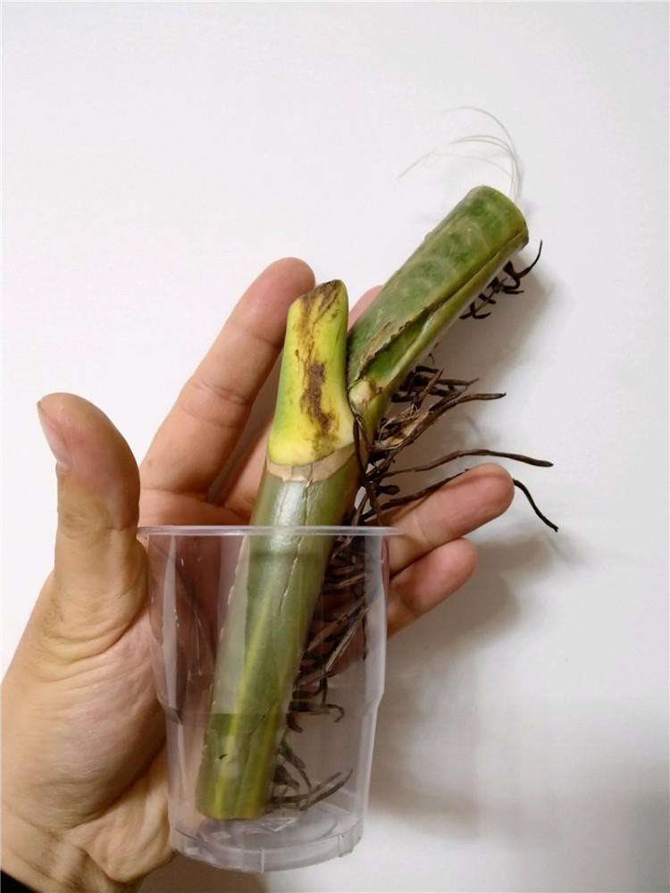 学几招,扦插绿萝,7天就抽芽,1个月长成绿瀑布,省了100块!