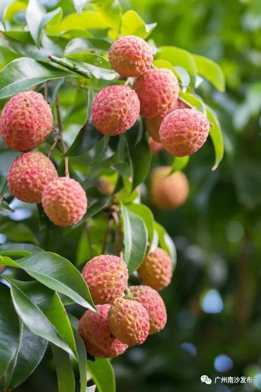 南沙街坊有口福啦!800年北园挂绿荔枝在南沙开花结果